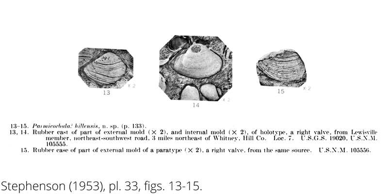 <i> Parmicorbula hillensis </i> from the Cenomanian Woodbine Fm. of Texas (Stephenson 1953).