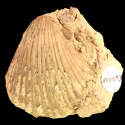 Pecten occidentalis