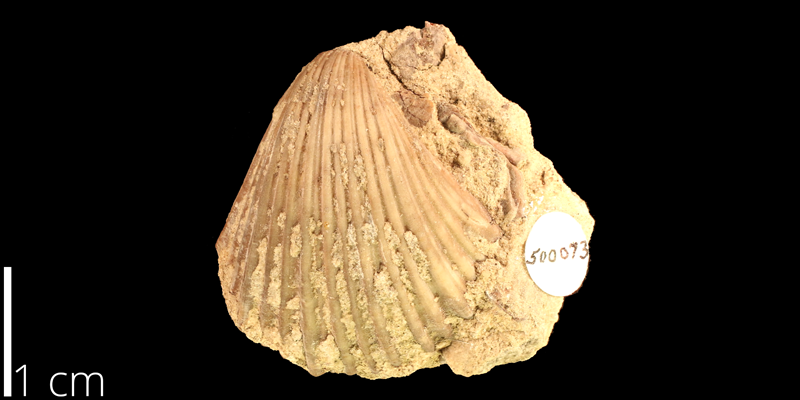 <i> Pecten occidentalis </i> from the Albian Kiowa Fm. of Kiowa County, Kansas (KUMIP 500073).