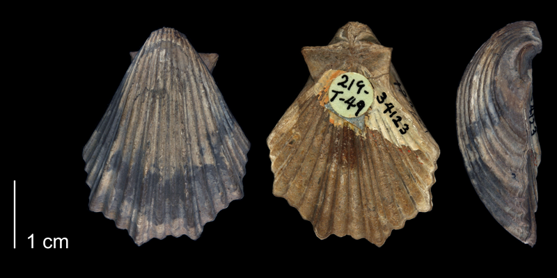 <i> Pecten irregularis </i> of Tarrant County, Texas (BEG 34123).