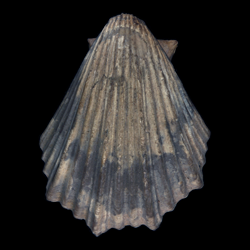 Pecten irregularis