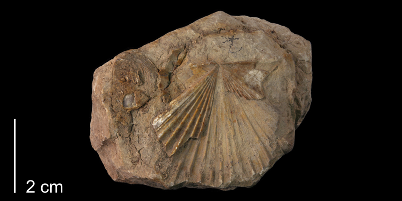 <i> Pecten subalpina </i> from the Grayson Marl Fm. of Texas (BEG 34114).