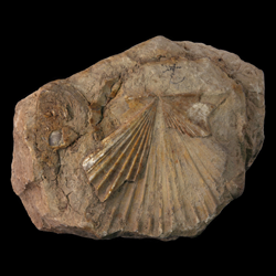 Pecten subalpina