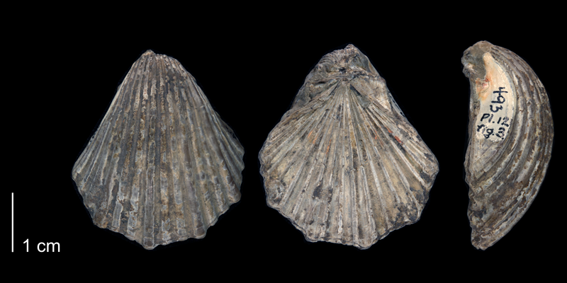 <i> Pecten subalpina </i> of Texas (BEG 34116).