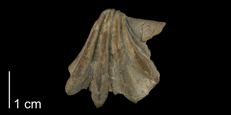 <i> Pecten wrighti </i> from the Georgetown Fm. of Tarrant County, Texas (BEG 34122).