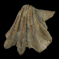 Pecten wrighti