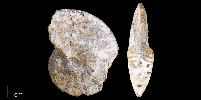 <i> Placenticeras intercalare </i> from the Pierre Shale Fm. of South Dakota (YPM 613926).