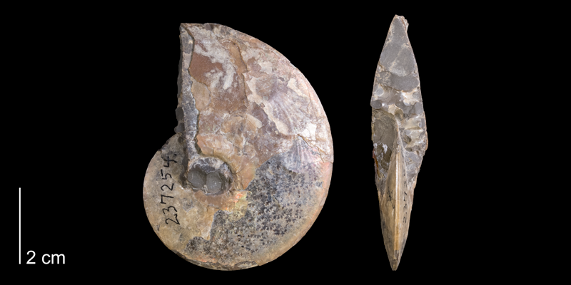 <i> Placenticeras placenta </i> from the Campanian Pierre Shale Fm. of Pennington County, South Dakota (YPM 237254).