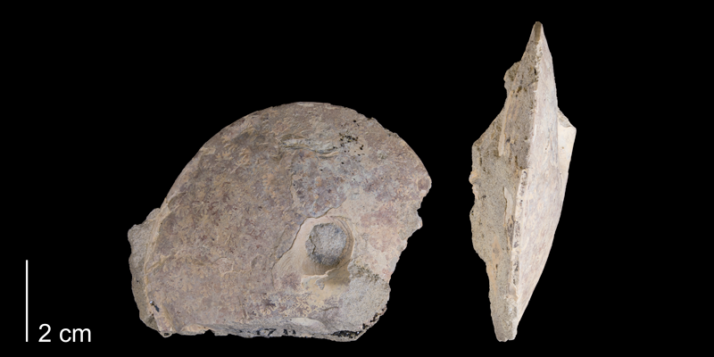 <i> Placenticeras planum </i> from the Late Cretaceous Telegraph Creek Fm. of Carbon County, Montana (YPM 34711).