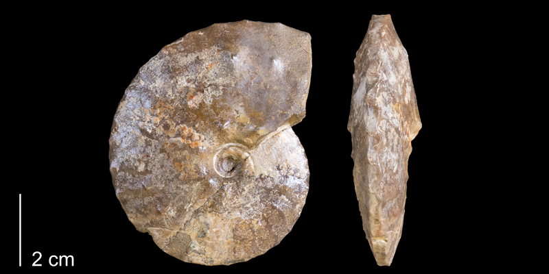 <i> Placenticeras adkinsi </i> from the Late Cretaceous Cody Shale Fm. of Big Horn County, Wyoming (YPM 340087).