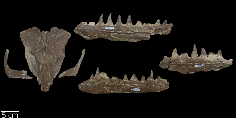 <i> Platecarpus tympaniticus </i> from the Late Cretaceous (FHSMVP 15533).