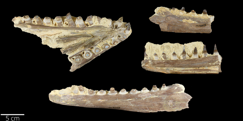 <i> Platecarpus tympaniticus </i> from the Late Cretaceous Niobrara Fm. of Wallace County, Kansas (YPM VP 004003).