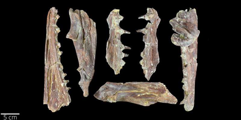 <i> Platecarpus tympaniticus </i> from the Late Cretaceous Niobrara Fm. of Gove County, Kansas (YPM VP 024900).