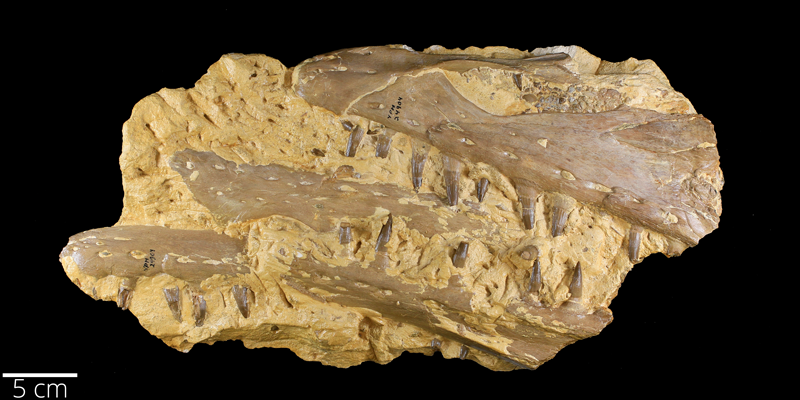 <i> Platecarpus tympaniticus </i> from the Late Cretaceous Niobrara Fm. of Wallace County, Kansas (YPM VP 024904).