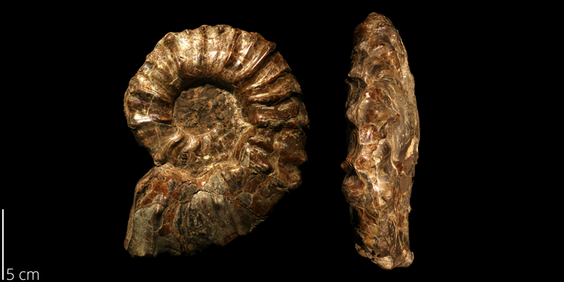 <i> Prionocyclus hyatti </i> from the Turonian Carlile Shale Fm. of Smith County, Kansas (KUMIP 143746).