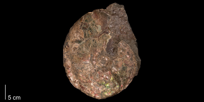 <i> Proplacenticeras pseudoplacenta </i> (FHSMIP 808).