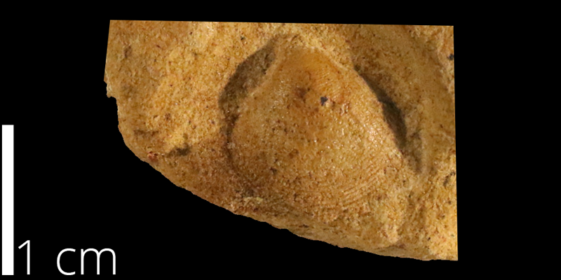 <i> Protocardia texana </i> from the Albian Kiowa Fm. of Clark County, Kansas (KUMIP 500208). 