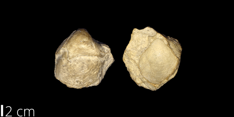 <i> Protocardia texana </i> from the Cretaceous of Culberson County, Texas (UNM 903).