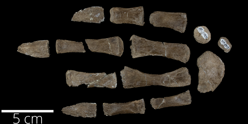 <i> Protostega gigas </i> from the Late Cretaceous (FHSMVP 17979).
