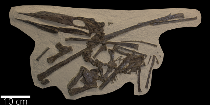 <i> Pteranodon bonneri </i> from the Late Cretaceous (FHSMVP 2148).