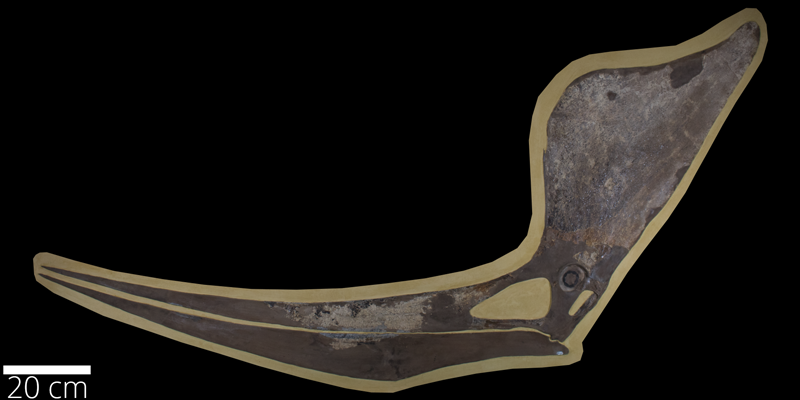 <i> Pteranodon sternbergi </i> from the Late Cretaceous (FHSMVP 339).