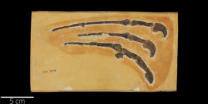 <i> Pteranodon sternbergi </i> from the Late Cretaceous Niobrara Fm. of Trego County, Kansas (YPM VP 002493).