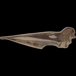 Pteranodon walkeri