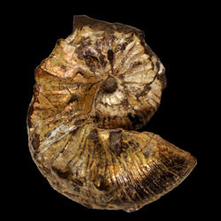 Scaphites kansiensis