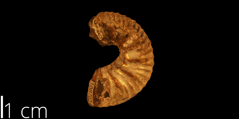 <i> Scaphites arcadiensis </i> from the Turonian Carlile Shale Fm. of Mitchell County, Kansas (KUMIP 108765).