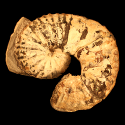 Scaphites arcadiensis