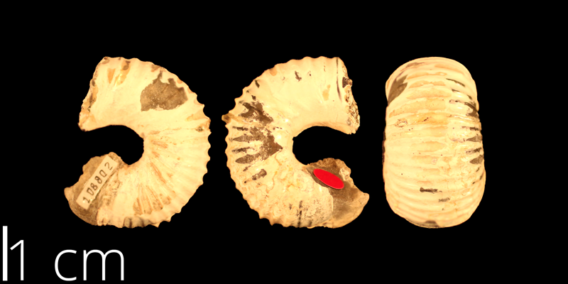 <i> Scaphites inflexus </i> from the Turonian Carlile Shale Fm. of Osborne County, Kansas (KUMIP 108802).