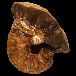 Scaphites mitchellensis