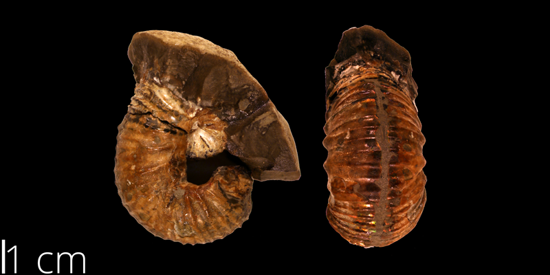 <i> Scaphites mitchellensis </i> from the Turonian Carlile Shale Fm. of Mitchell County, Kansas (KUMIP 108783).