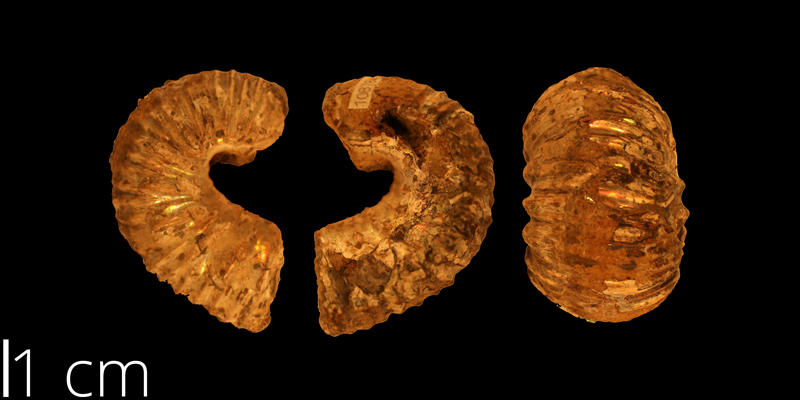 <i> Scaphites mitchellensis </i> from the Turonian Carlile Shale Fm. of Mitchell County, Kansas (KUMIP 108784).