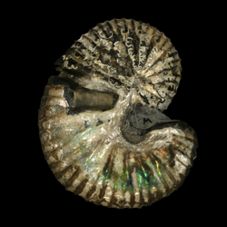 Scaphites carlilensis