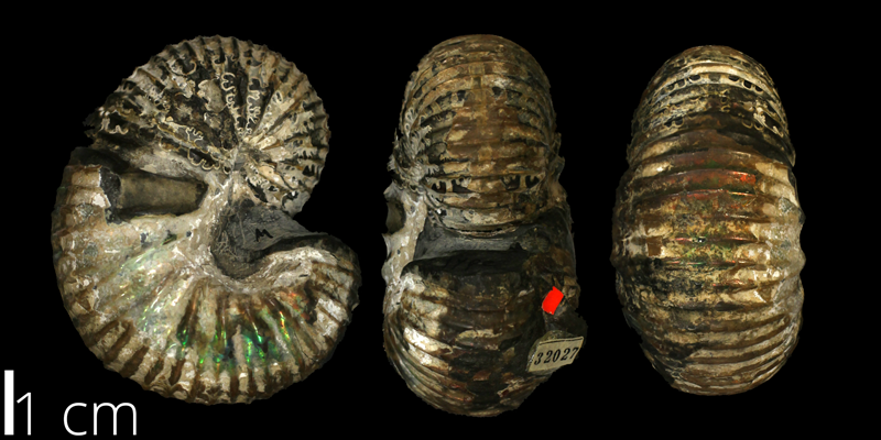 Holotype of <i> Scaphites carilensis </i> from the Turonian Greenhorn Limestone Fm. of Mitchell County, Kansas (KUMIP 32027).