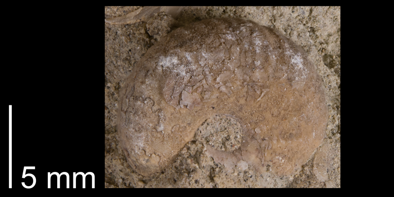 <i> Scaphites hippocrepis </i> from the Late Cretaceous Telegraph Creek Fm. of Carbon County, Montana (YPM 34705).