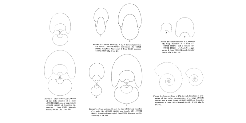 <i> Scaphites hippocrepis </i> from Cobban 1969.