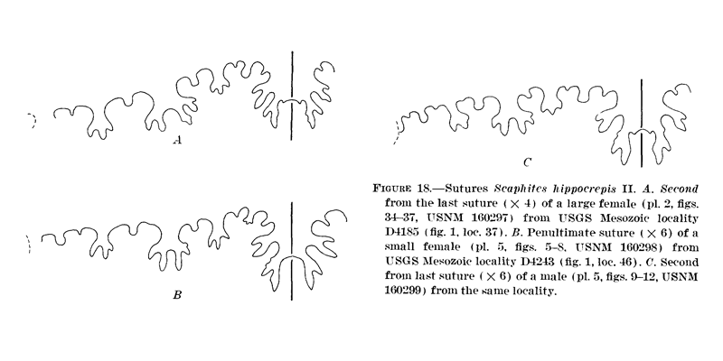 <i> Scaphites hippocrepis </i> from Cobban 1969.