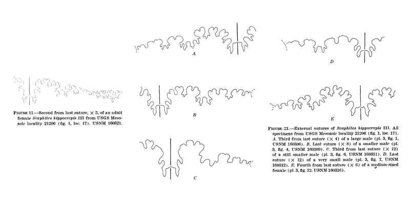 <i> Scaphites hippocrepis </i> from Cobban 1969.