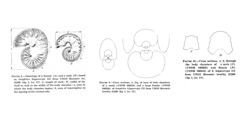 <i> Scaphites hippocrepis </i> from Cobban 1969.