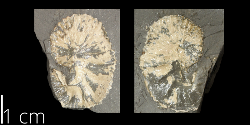 <i> Scaphites patulus </i> from the Turonian Carlile Shale Fm. of Trego County, Kansas (KUMIP 286274).