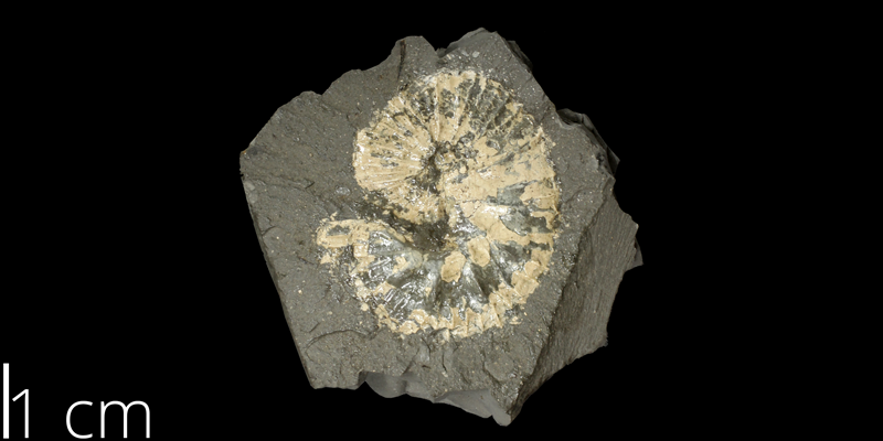 <i> Scaphites patulus </i> from the Turonian Carlile Shale Fm. of Trego County, Kansas (KUMIP 286275).