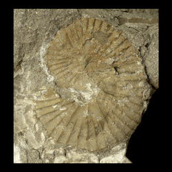 Scaphites patulus