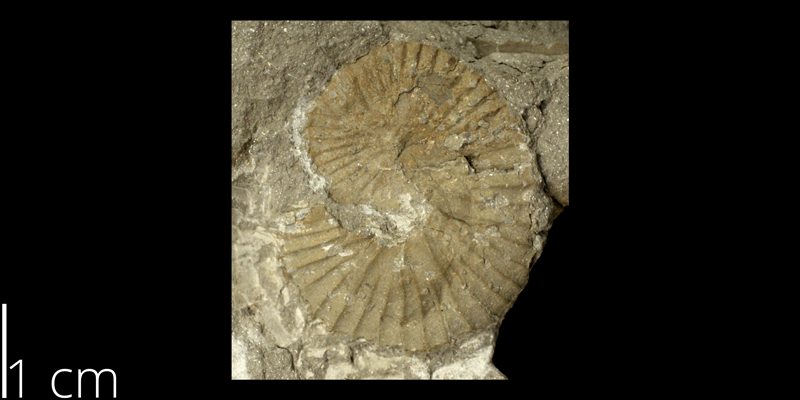 <i> Scaphites patulus </i> from the Turonian Carlile Shale Fm. of Hodgeman County, Kansas (KUMIP 58896).