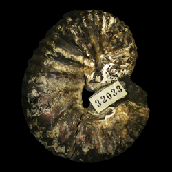 Scaphites pygmaeus