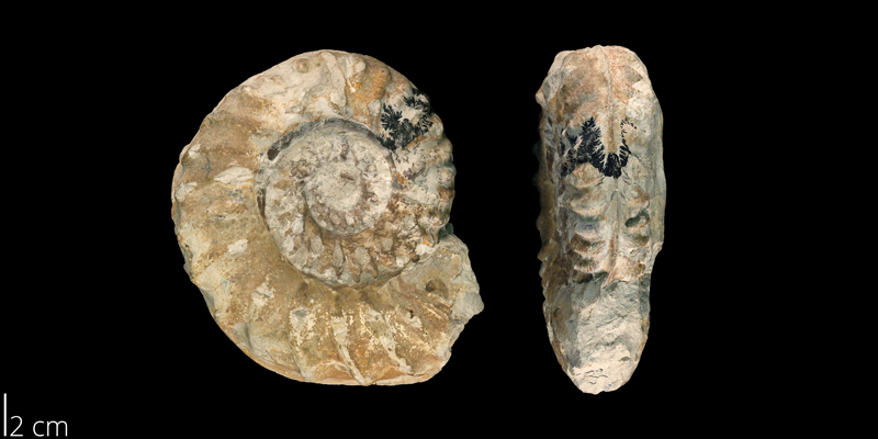 <i> Schloenbachia trinodosa </i> from the Late Cretaceous Georgetown Fm. of Tarrant County, Texas (BEG 34091).