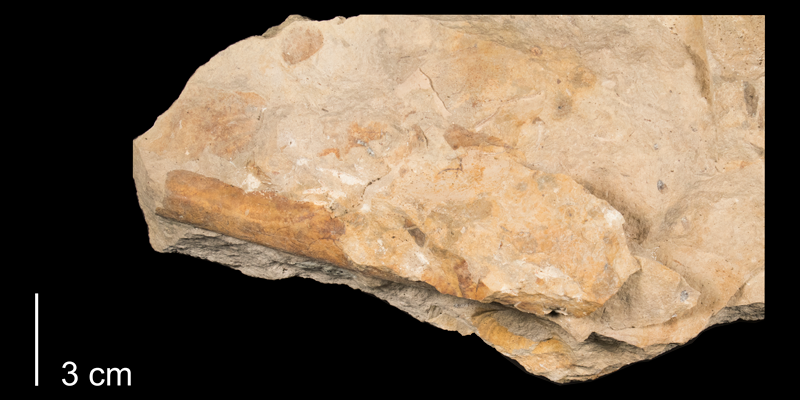 <i> Sciponoceras gracile </i> from the Late Cretaceous Greenhorn Fm. of Russell County, Kansas (FHSMIP 1634).
