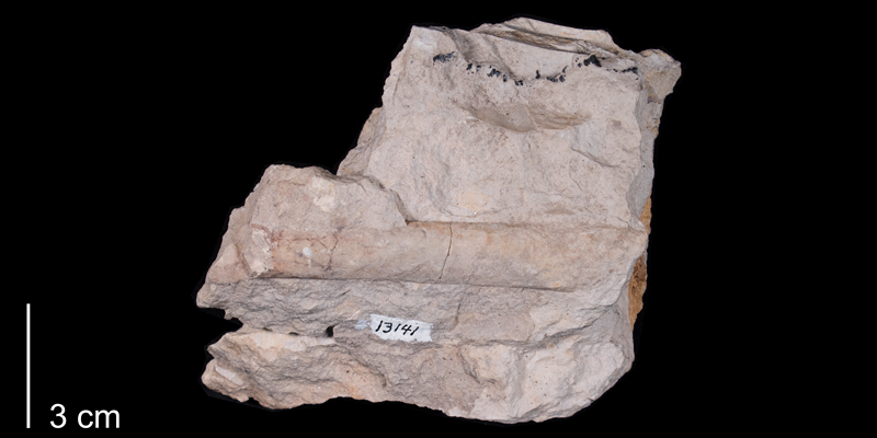 <i> Sciponoceras gracile </i> from the Late Cretaceous Greenhorn Fm. of Russell County, Kansas (FHSM 1629).