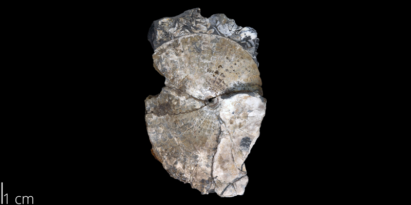 <i> Sphenodiscus dumbi </i> (UT 37369).
